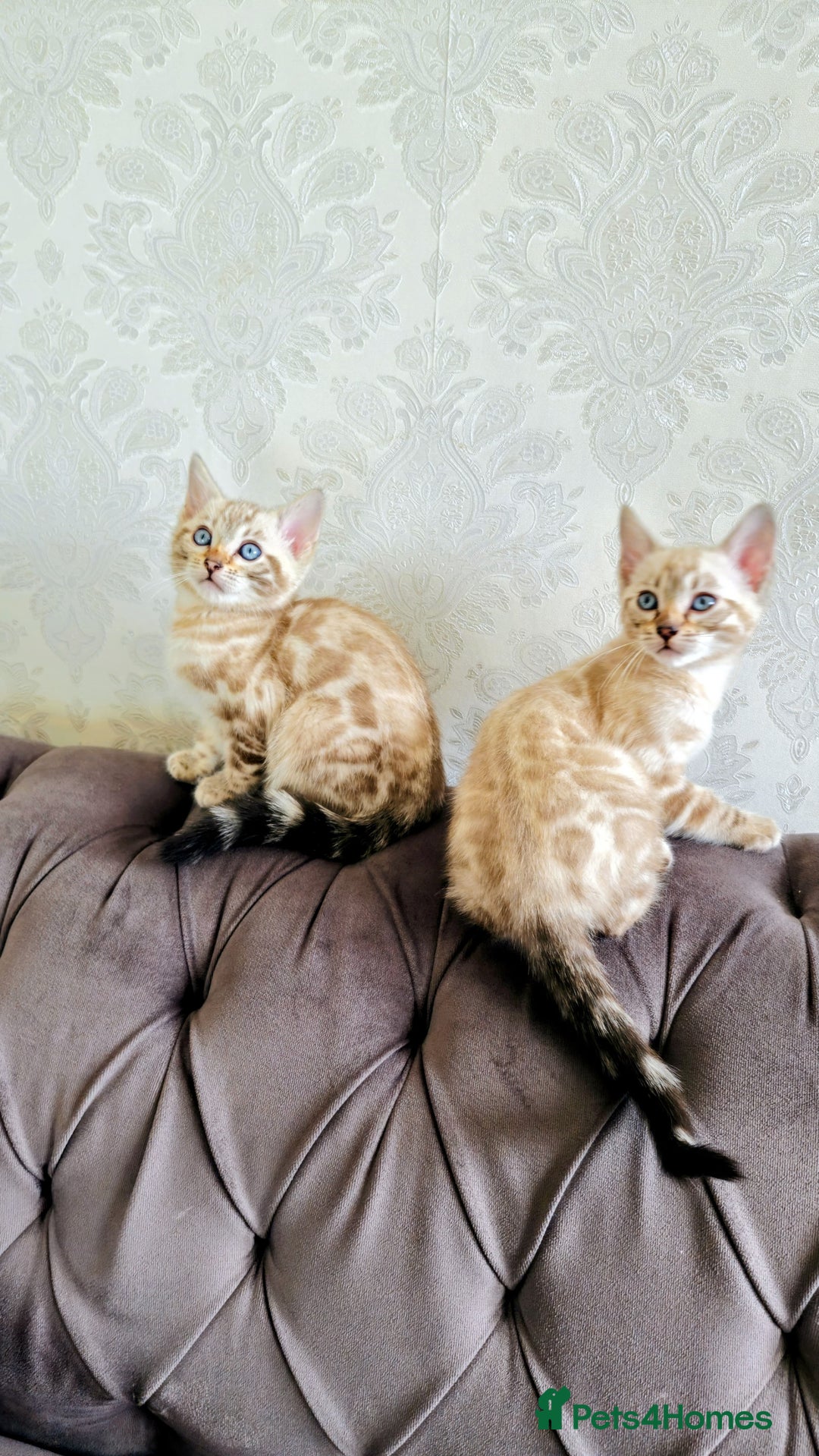 Bengal cats for sale: 🐾***GORGEOUS PURE SNOW BENGAL***🐾 - Advert 1