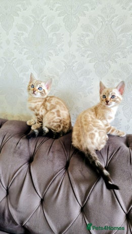 Bengal cats 🐾***GORGEOUS PURE SNOW BENGAL***🐾 - Advert 1