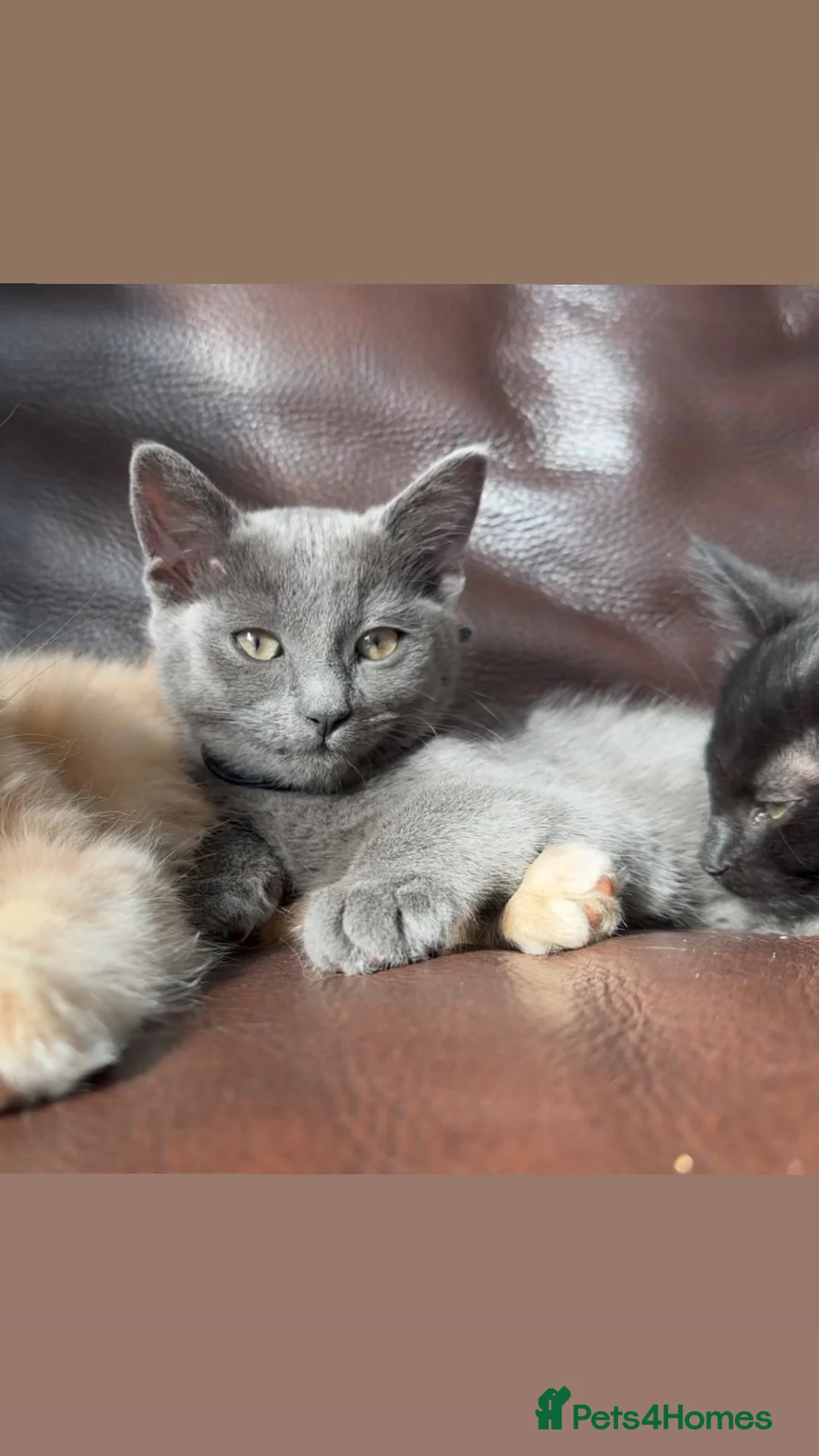 Maine Coon cats for sale: Gorgeous & Sweet Sister Cats - Advert 2