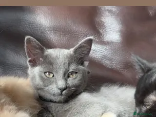 Maine Coon cats Gorgeous Maincoon Cross & Sweet Sister Cats - Advert 3
