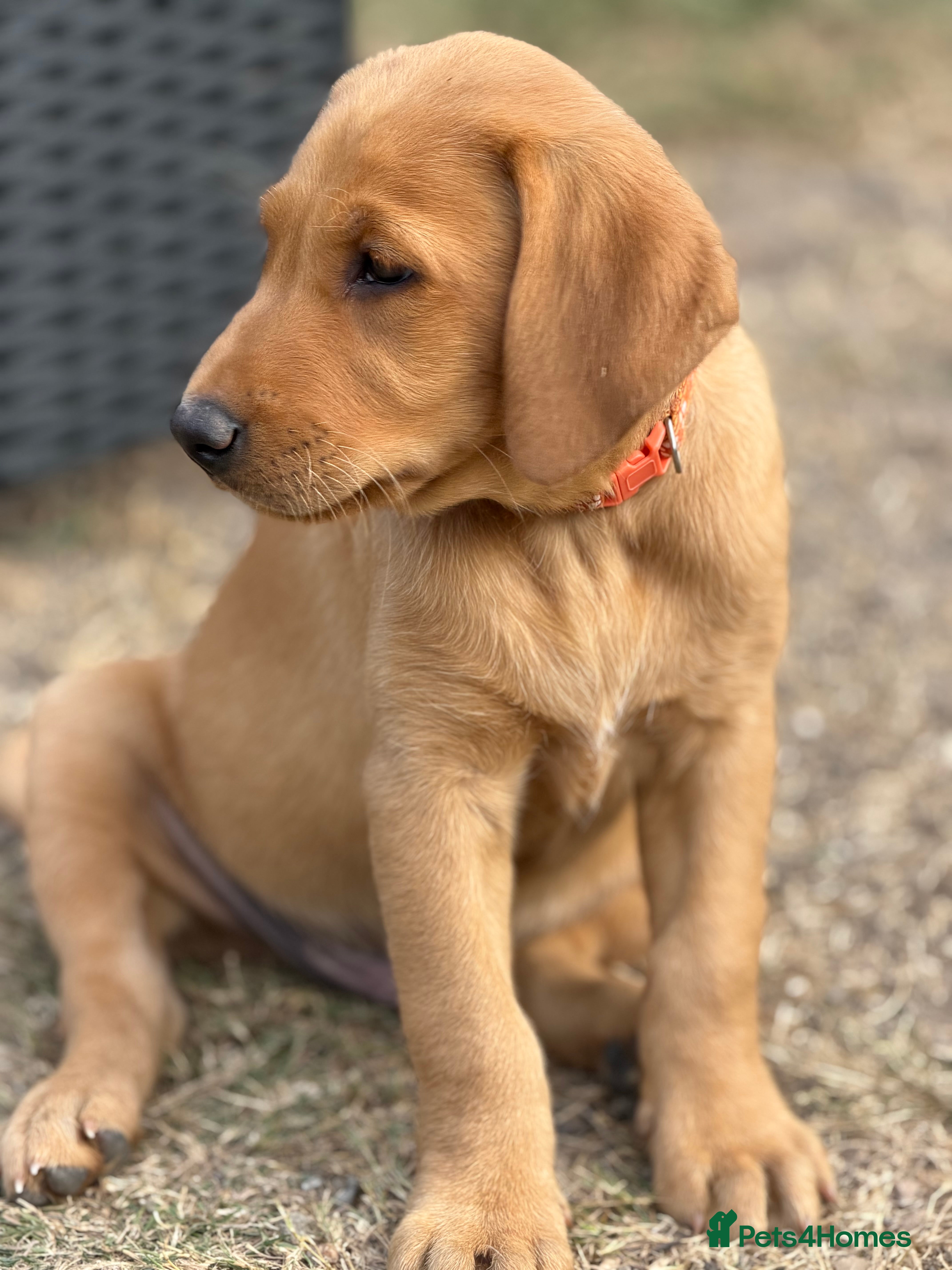 Labrador Retriever dogs Exceptional Labrador puppies  - Advert 2