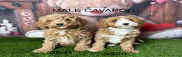 Cavapoo dogs for sale: Stunning Cavpoo puppies from a licensed Breeder  - Advert 2