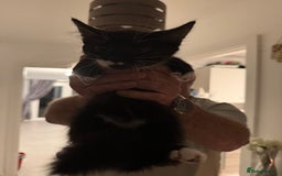 British Longhair cats for sale: 4 beautiful kittens 11 weeks old!  - Advert 3