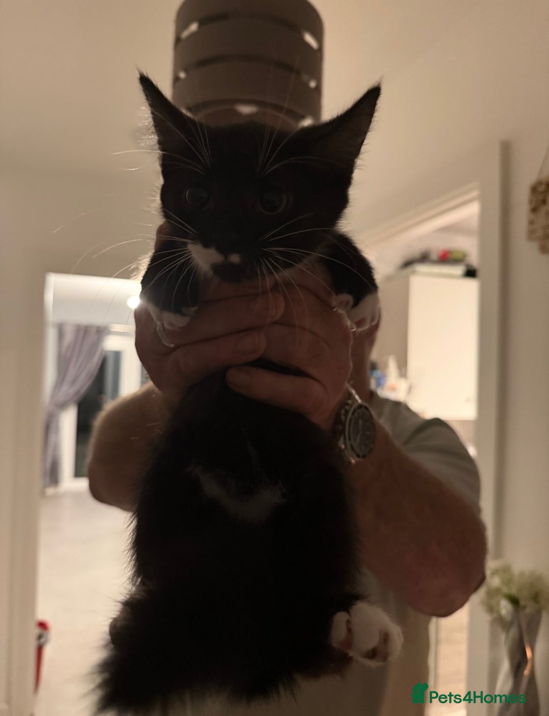 British Longhair cats for sale: 4 beautiful kittens 11 weeks old!  - Advert 3