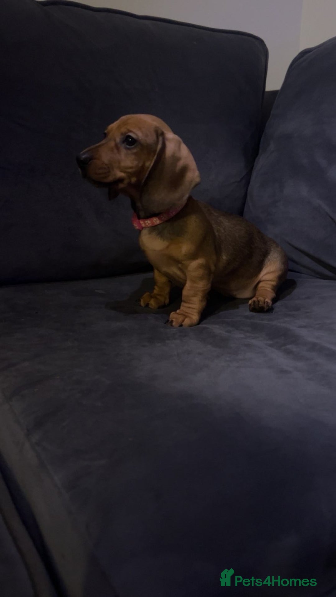 Dachshund dogs for sale: Beautiful dachshund girl left (fully vaccinated) - Advert 36