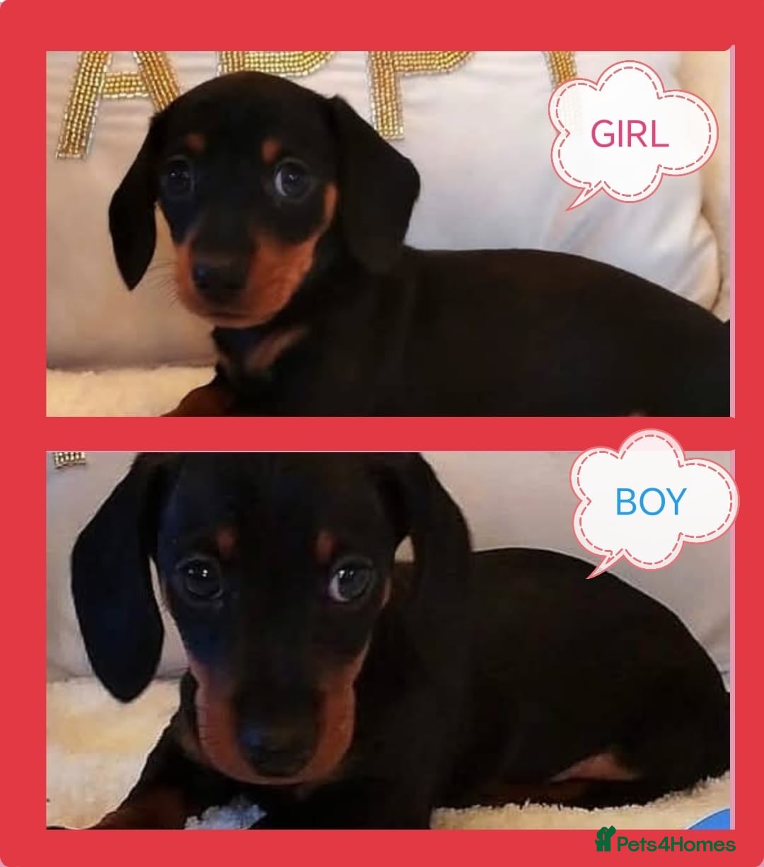 Miniature Dachshund dogs MINI DACHSHUND READY TO LEAVE  - Advert 14