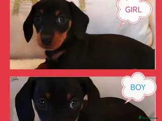 Miniature Dachshund dogs MINI DACHSHUND READY TO LEAVE - Advert 14