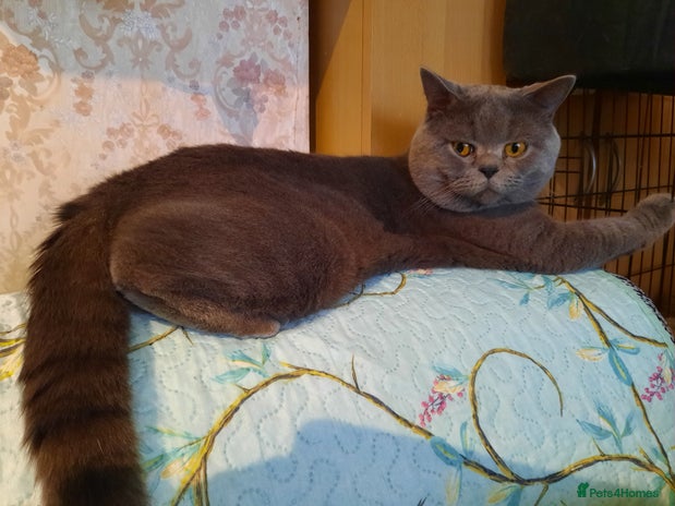 British Shorthair cats British shorthair blue boy for stud in Barking - Advert 4