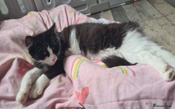 Maine Coon cats for sale: Beautiful Bonded Sisters - Image 17