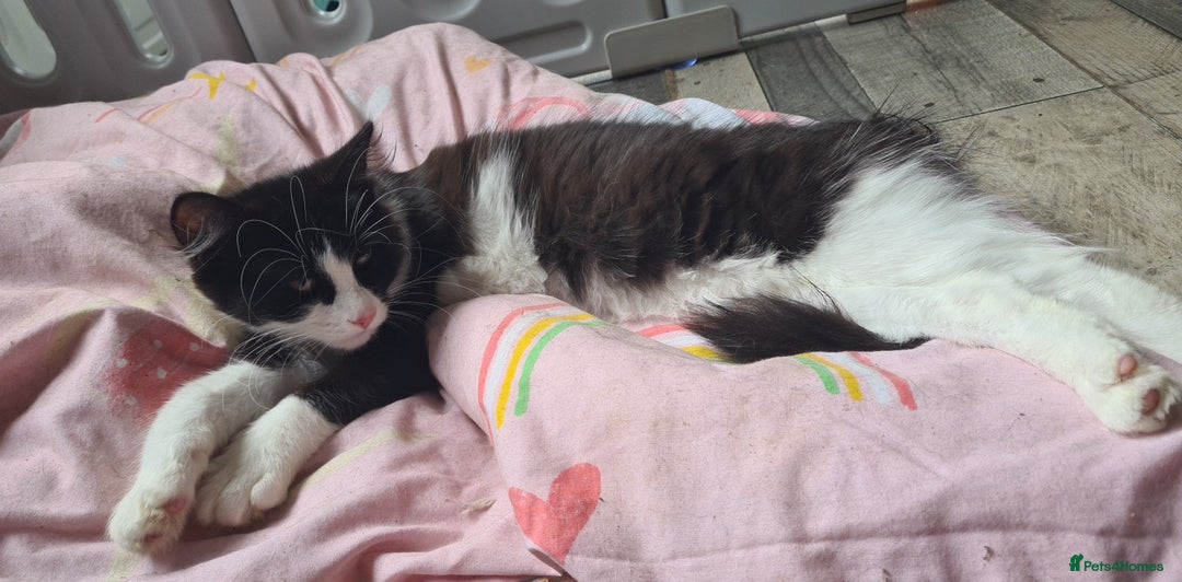 Maine Coon cats for sale: Beautiful Bonded Sisters - Image 17