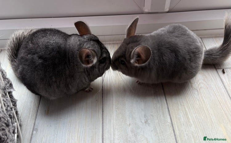 Chinchilla rodents - Advert 2