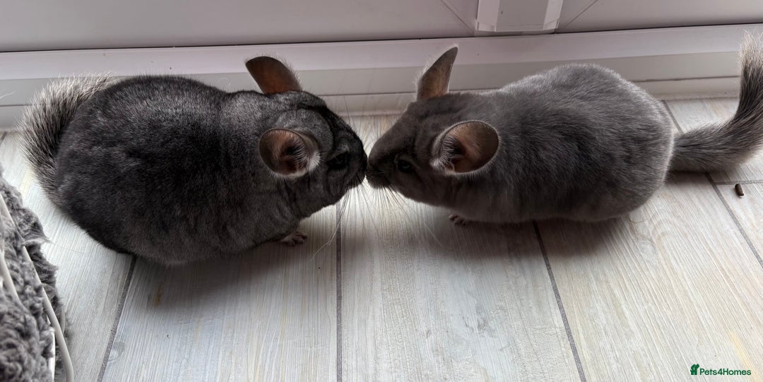 Chinchilla rodents for sale: Pair of Young Female Chinchillas - Image 1
