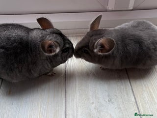 Chinchilla rodents - Advert 30