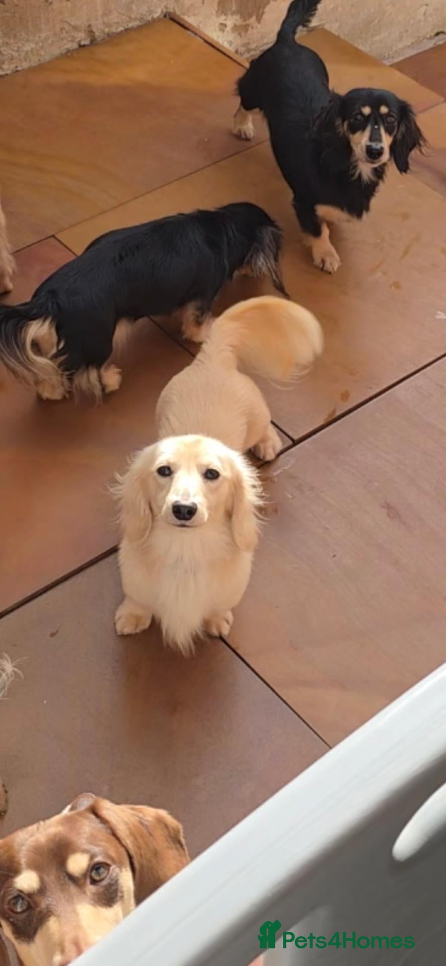 Miniature Dachshund dogs Outstanding cream long-haired miniature Dachshund  - Advert 2