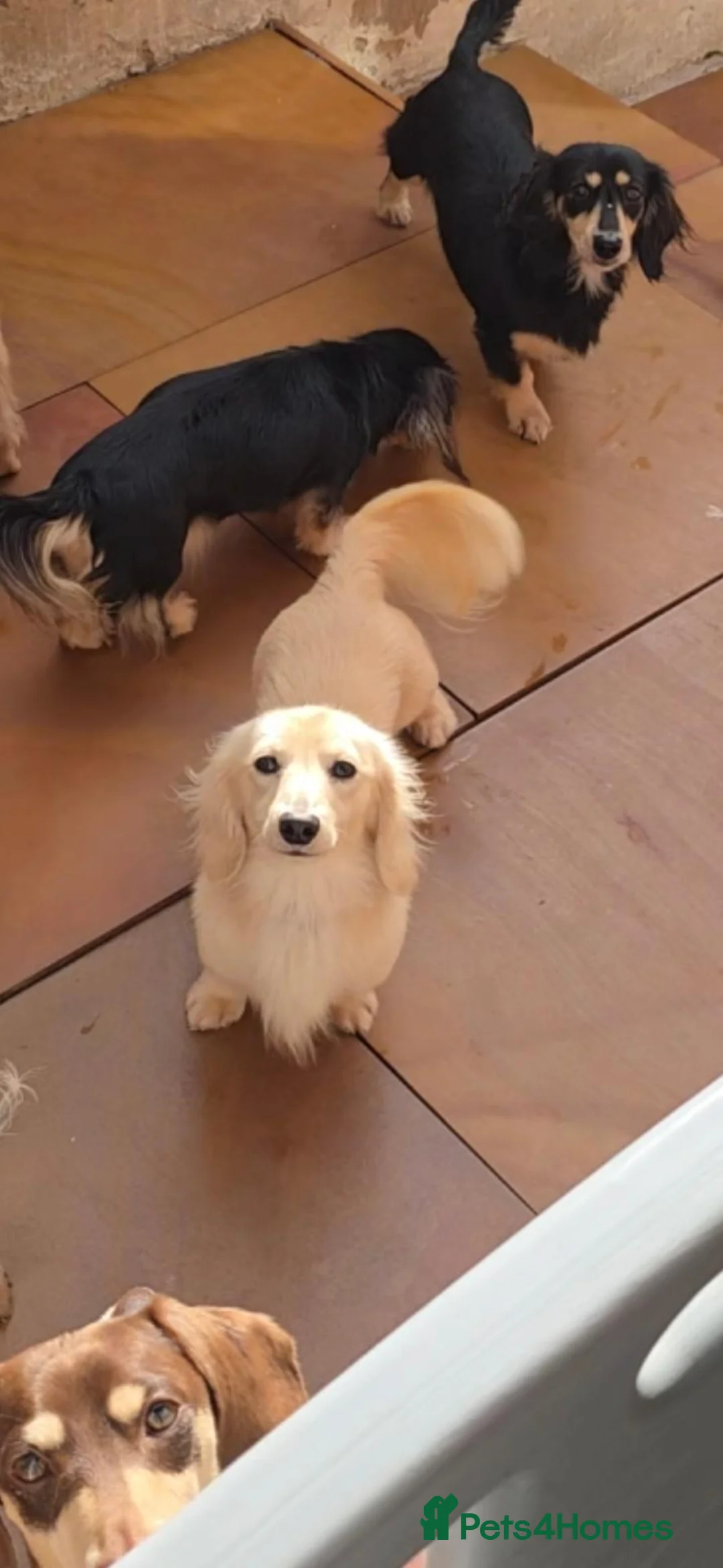 Miniature Dachshund dogs for stud: Outstanding cream long-haired miniature Dachshund  - Advert 2