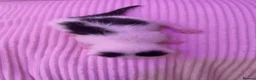Mixed Breed cats for sale: All available apart from black tailed calico! - Advert 13