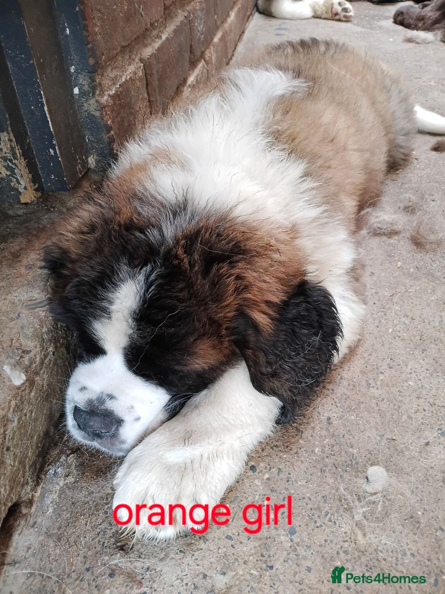 Saint Bernard dogs 15th August 2 stunning girls stunning girls  - Advert 2