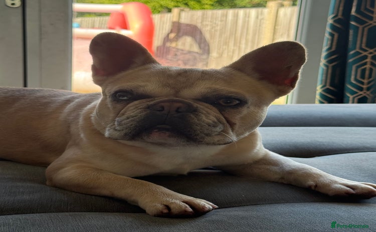 French Bulldog dogs - Advert 7