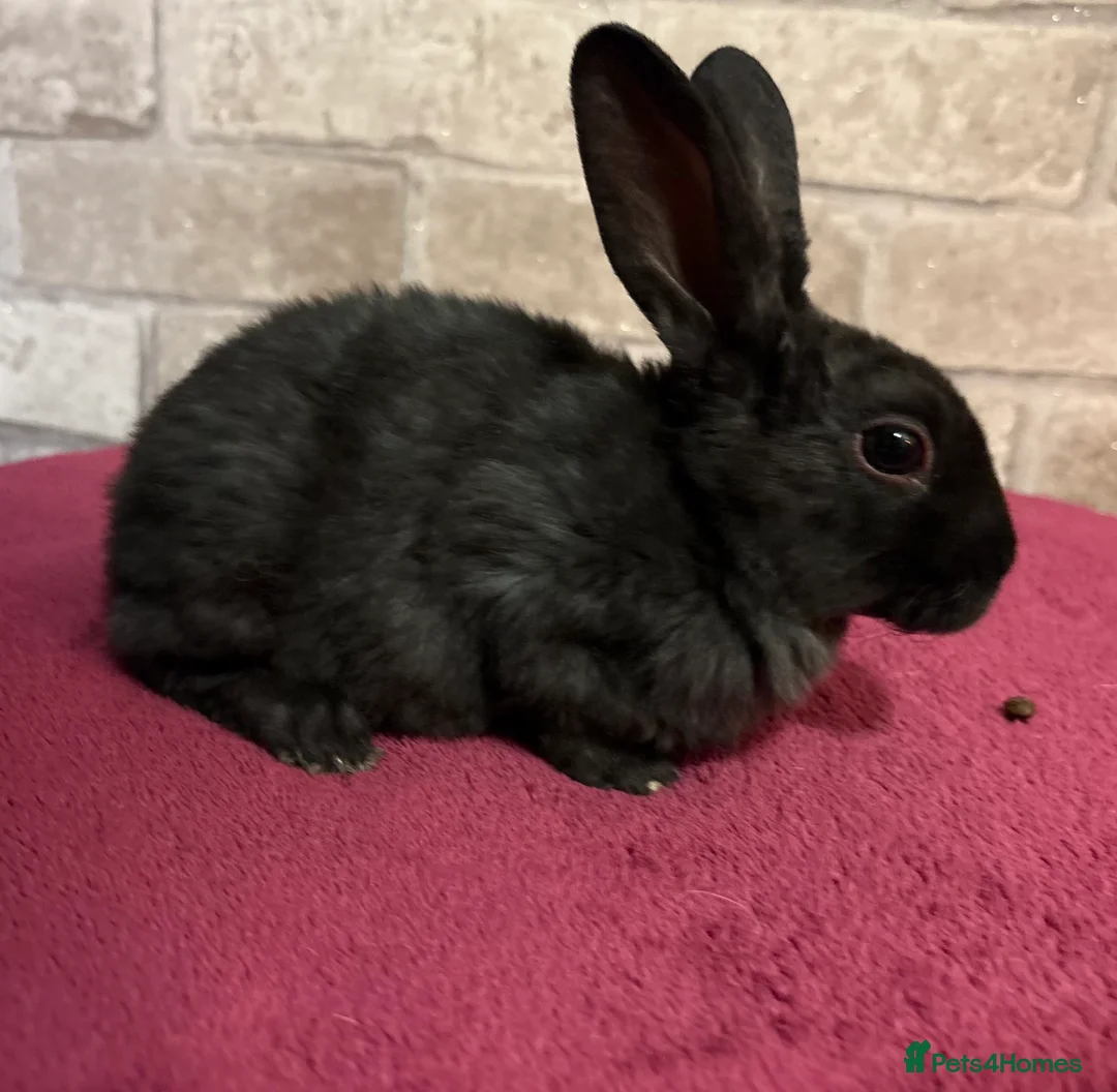 Mini Lop rabbits for sale: Mini Rex and mini lops - Advert 3