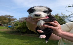 Border Collie dogs for sale: Border Collie Pups - house reared - Image 4