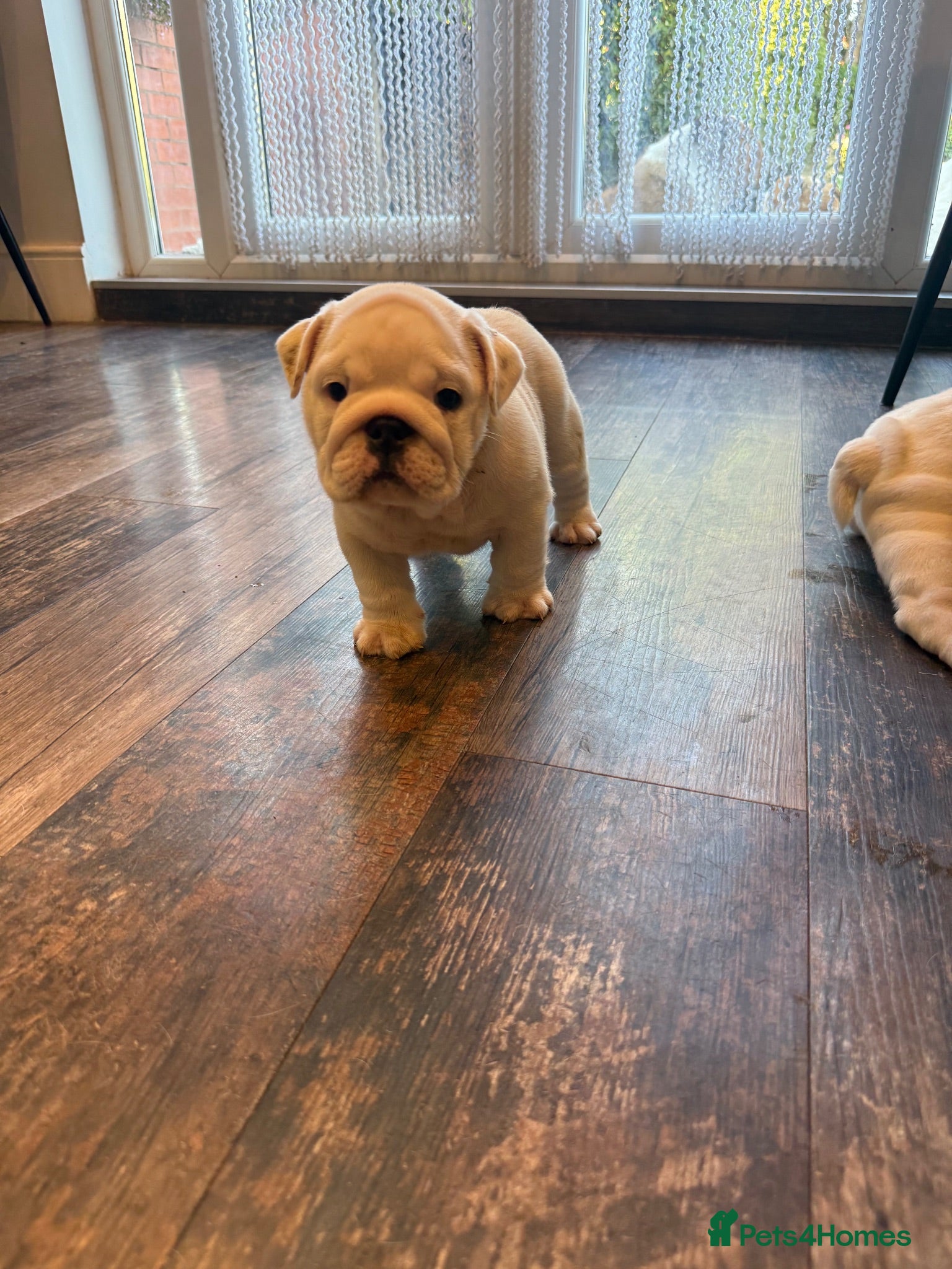 English Bulldog dogs KC Registered standard puppies - Advert 2