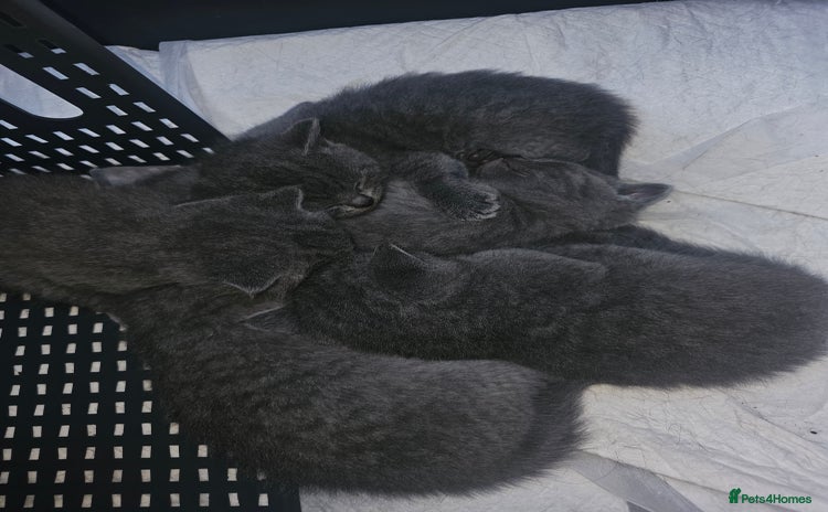 British Shorthair cats - Advert 2