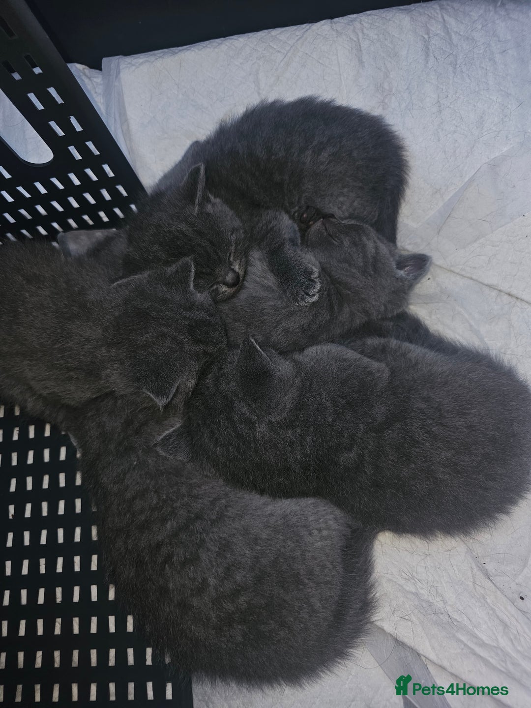 British Shorthair cats for sale: Bella  - Image 1