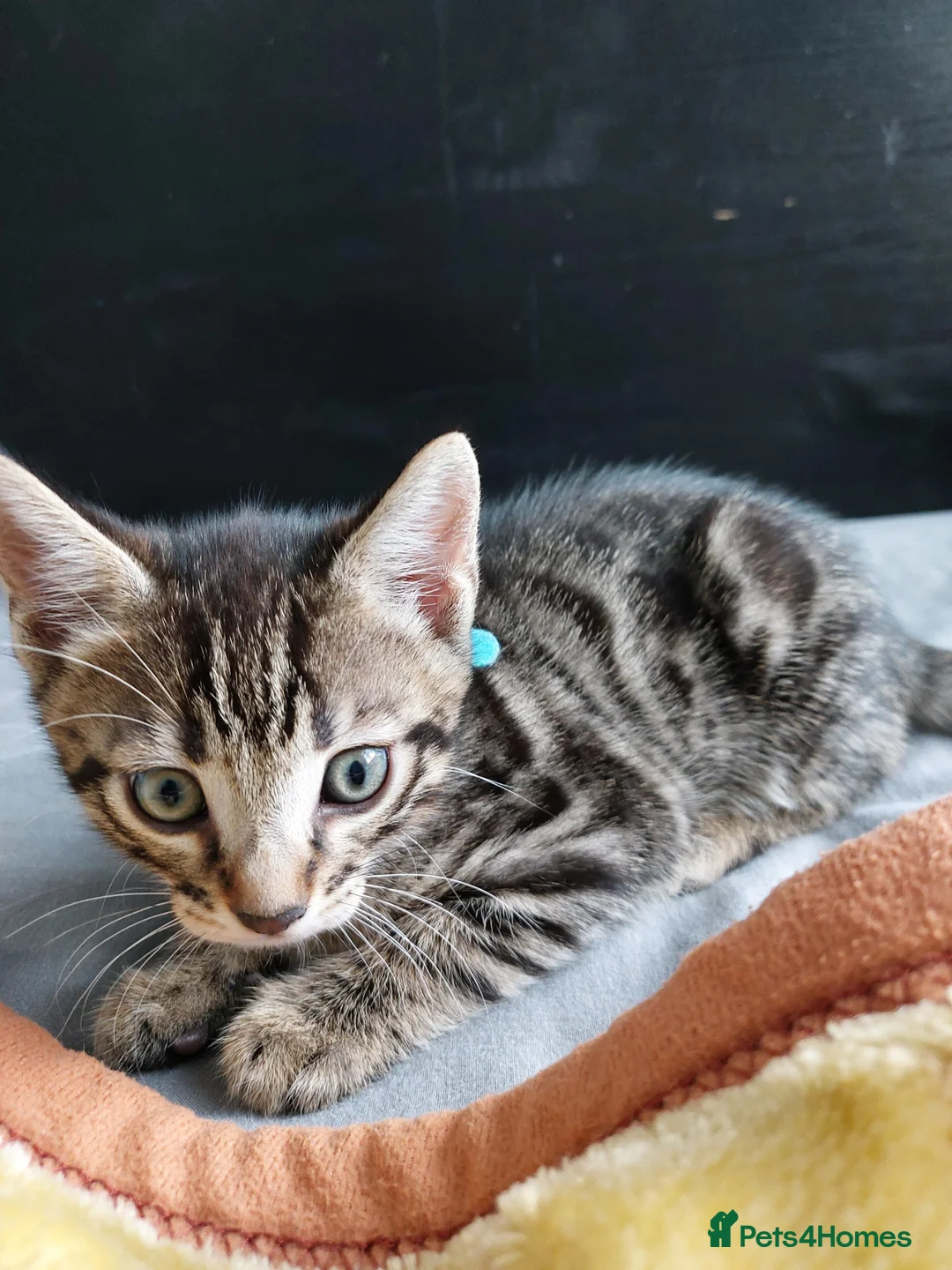 Bengal cats for sale: One BOY💙 left Half BENGAL Mixed X Tabby - Advert 14