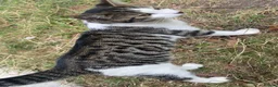 Mixed Breed cats for sale: 3 cats for sale  - Advert 10