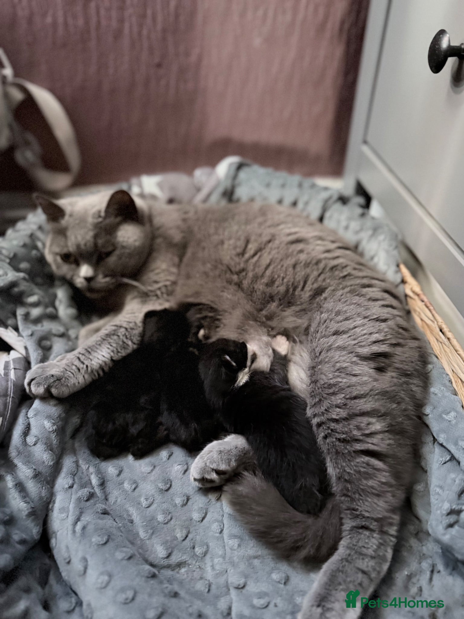 Mixed Breed cats British shorthair and Persian cross kittens - Advert 1