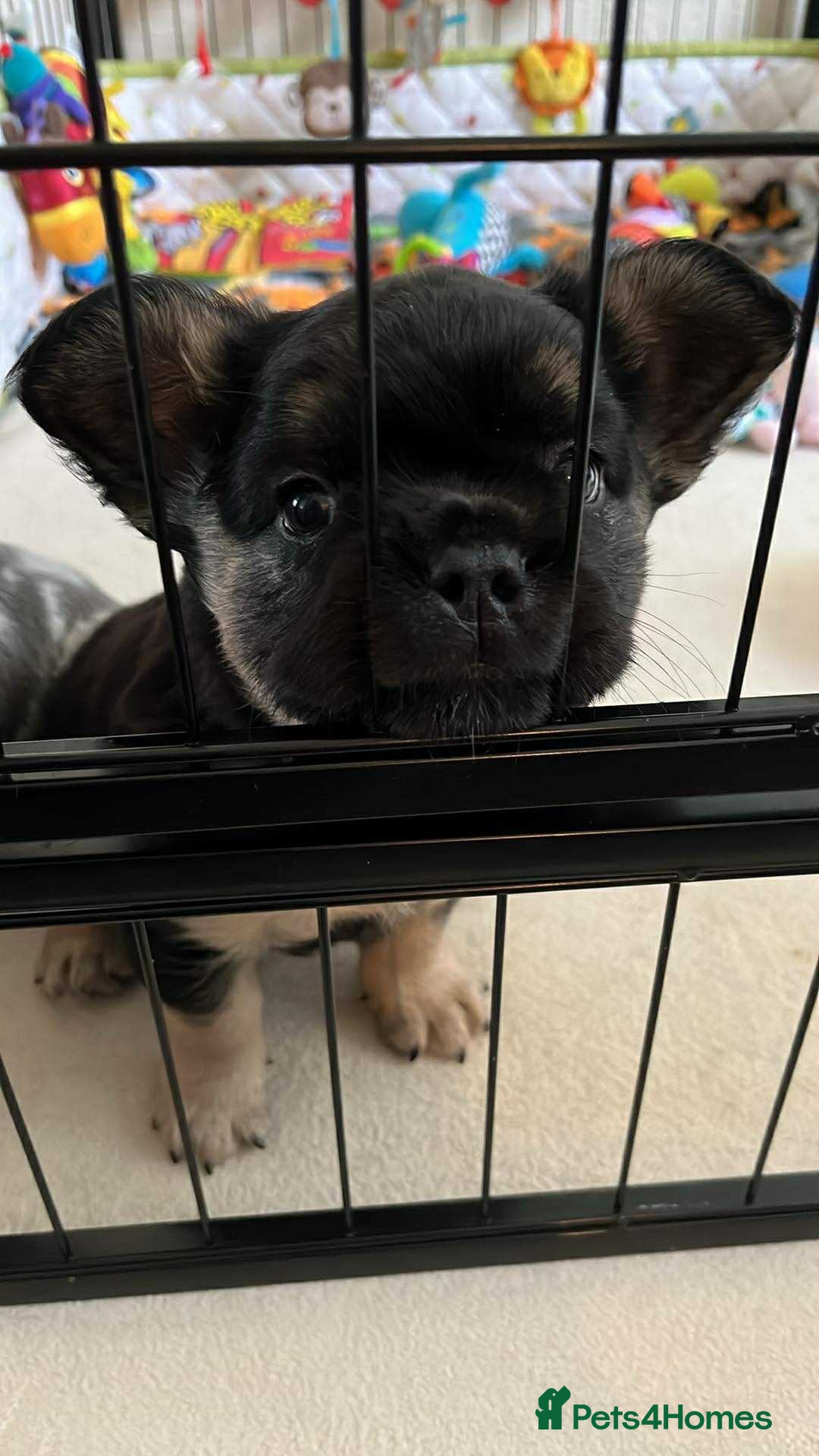 French Bulldog dogs for sale: Ickle fluffy puddings  - Advert 2