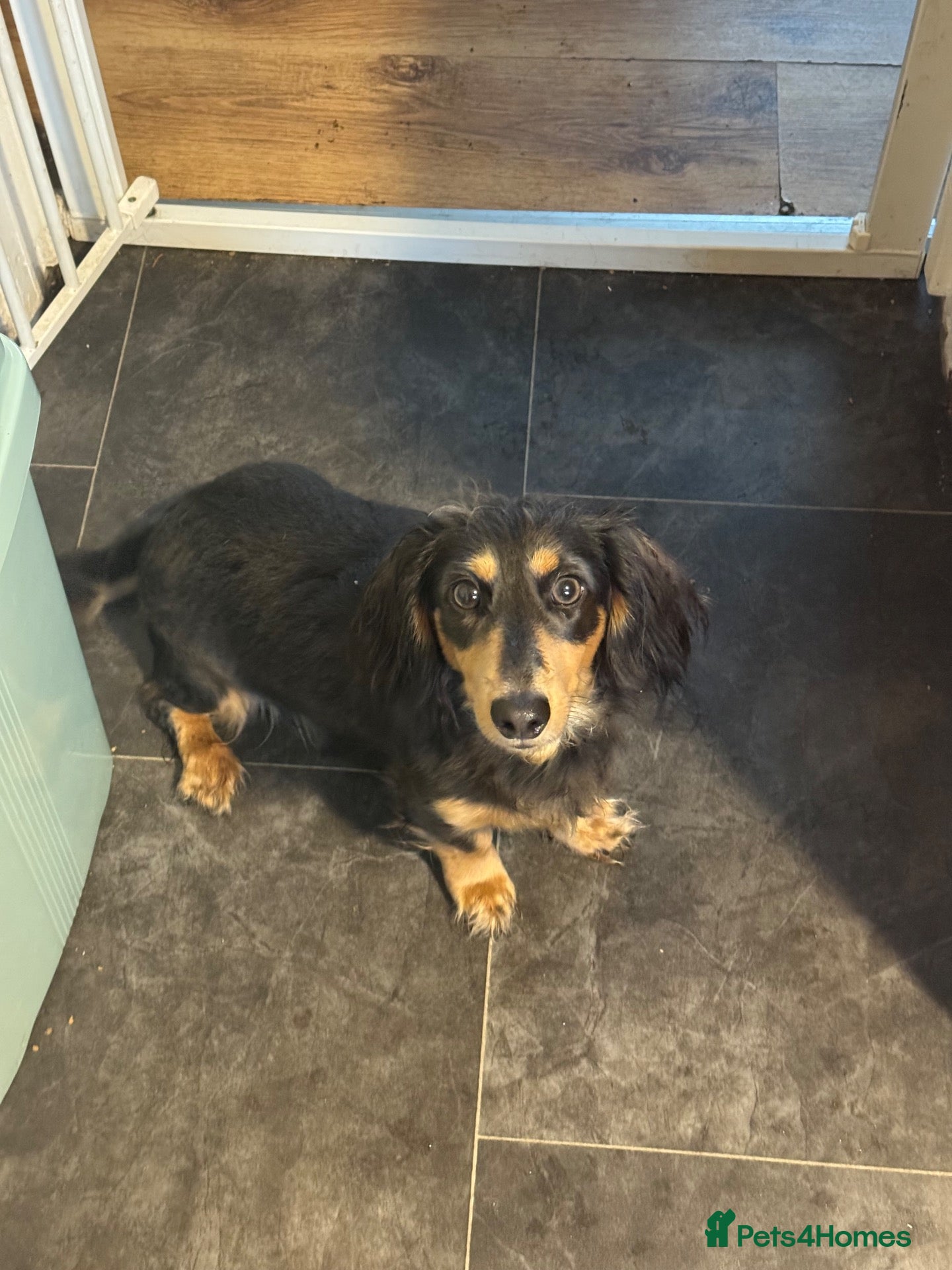 Miniature Dachshund dogs Long haired miniature dachshund  - Advert 22