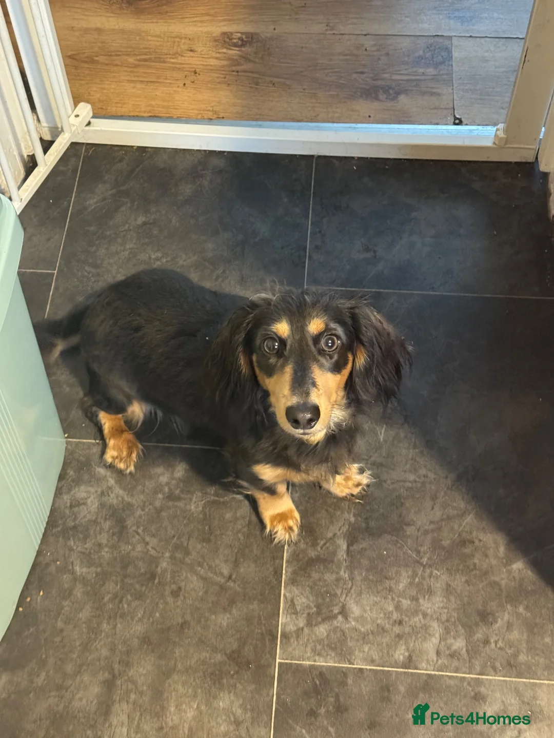 Miniature Dachshund dogs for sale: Long haired miniature dachshund  in ELY - Advert 1