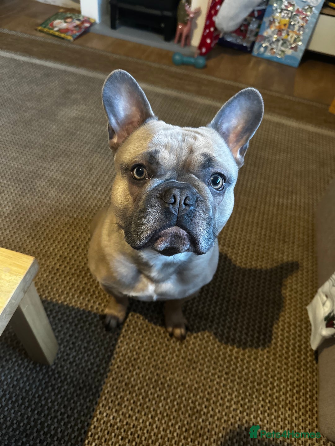 French Bulldog dogs for sale: FRENCH BULLDOG  - Image 4
