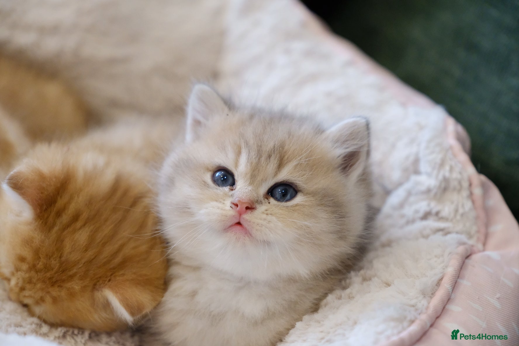 British Shorthair cats Gorgeous BSH golden kittens pedigree TICA - Advert 4