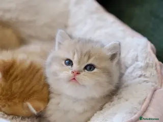 British Shorthair cats Gorgeous BSH golden kittens pedigree TICA - Advert 3