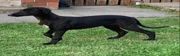 Lurcher dogs for sale: First cross saluki greyhounds  - Advert 5
