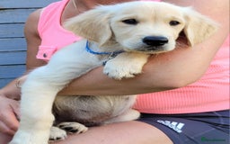 Golden Retriever dogs for sale: READY NOW Stunning Golden Retriever PUPPIES-3 LEFT - Image 22