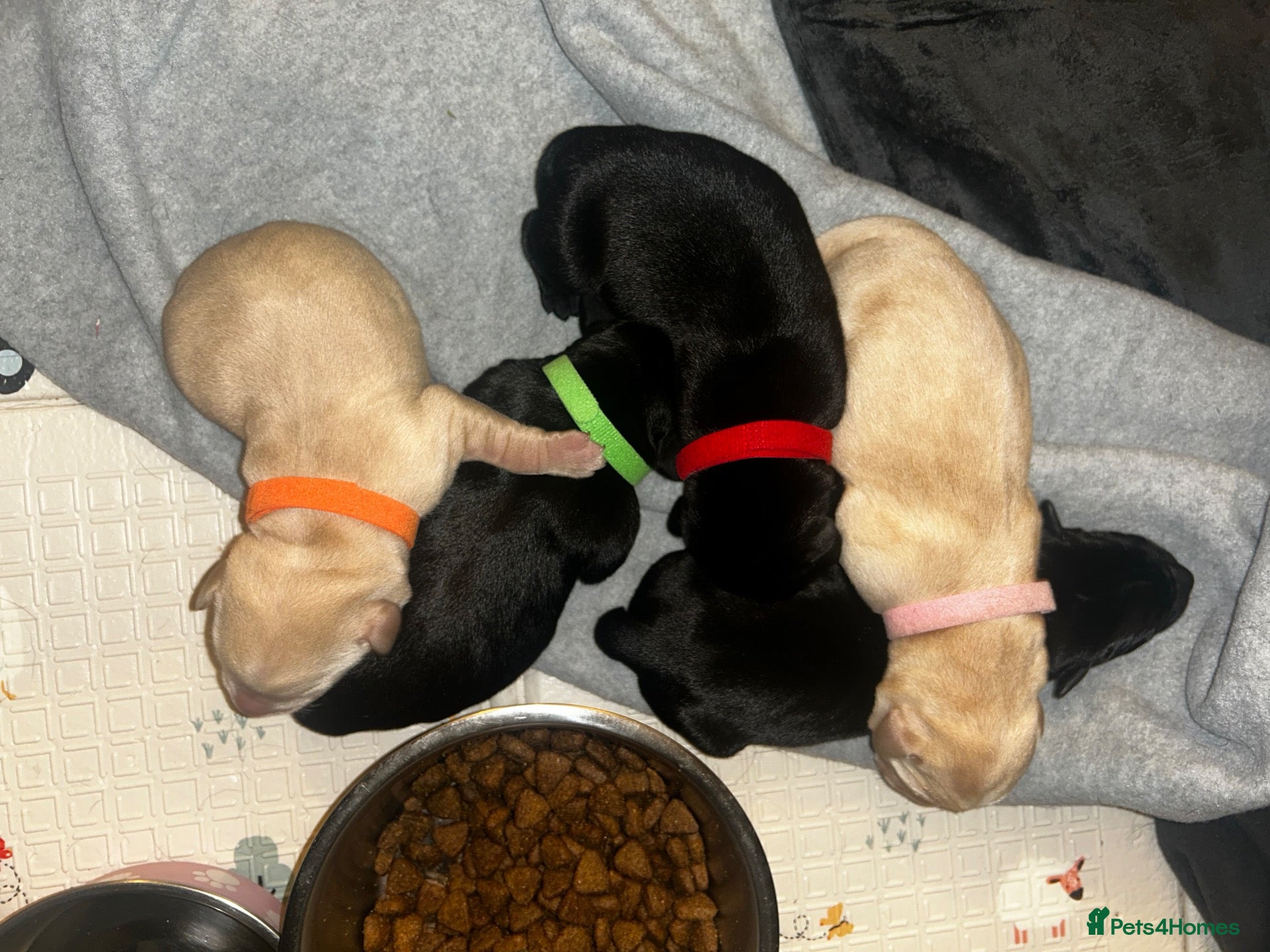 Labrador Retriever dogs for sale: Labrador puppies  - Advert 13