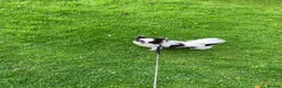 Chihuahua dogs for stud: Stud Available- Long Coat Chihuahua, Buster - Advert 5
