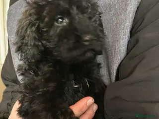 Cockapoo dogs Toy Cockapoo’s - Advert 1