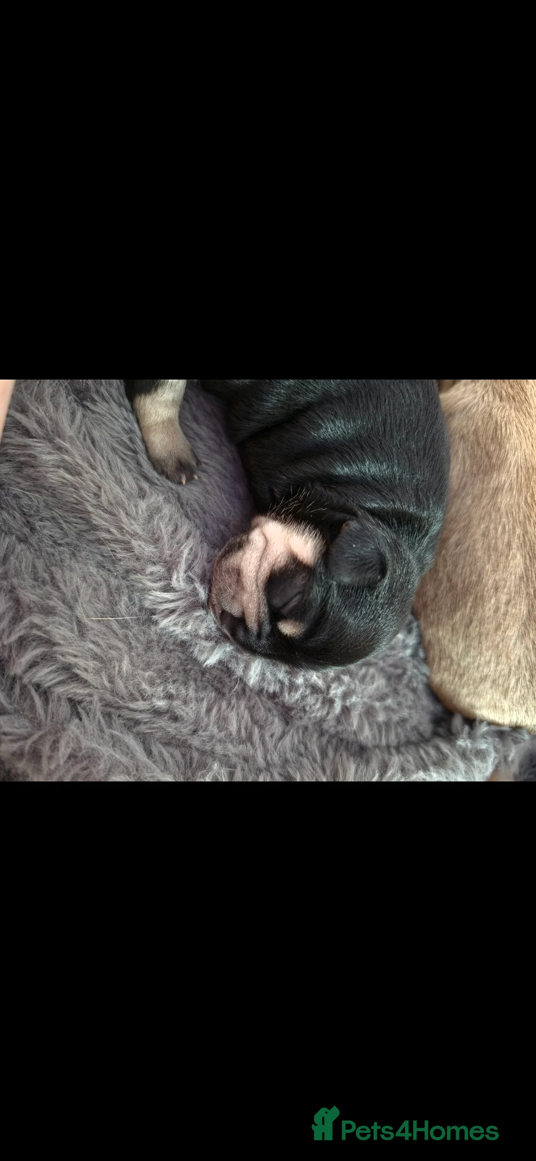 Mixed Breed dogs for sale: French bulldog x chihuahua puppies  - Advert 2