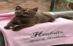 British Shorthair cats for sale: Tortie British Shorthair  - Image 1