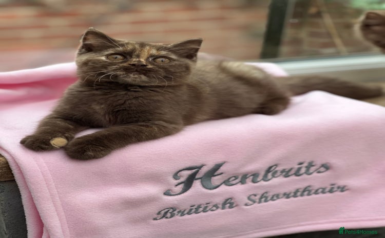 British Shorthair cats - Advert 15