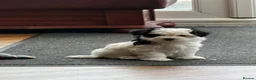 Morkie dogs for sale: Mini Morkie - Advert 8