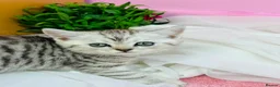 British Shorthair cats for sale: GCCF Registered British Shorthair Tabby Kittens in Gillingham - Advert 6