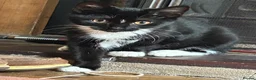 Mixed Breed cats for sale: Black and White Cat for Sale - Advert 16