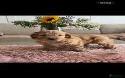 Cockapoo dogs for sale: Miniature f1b Cockapoo puppies DNA health checked - Image 13