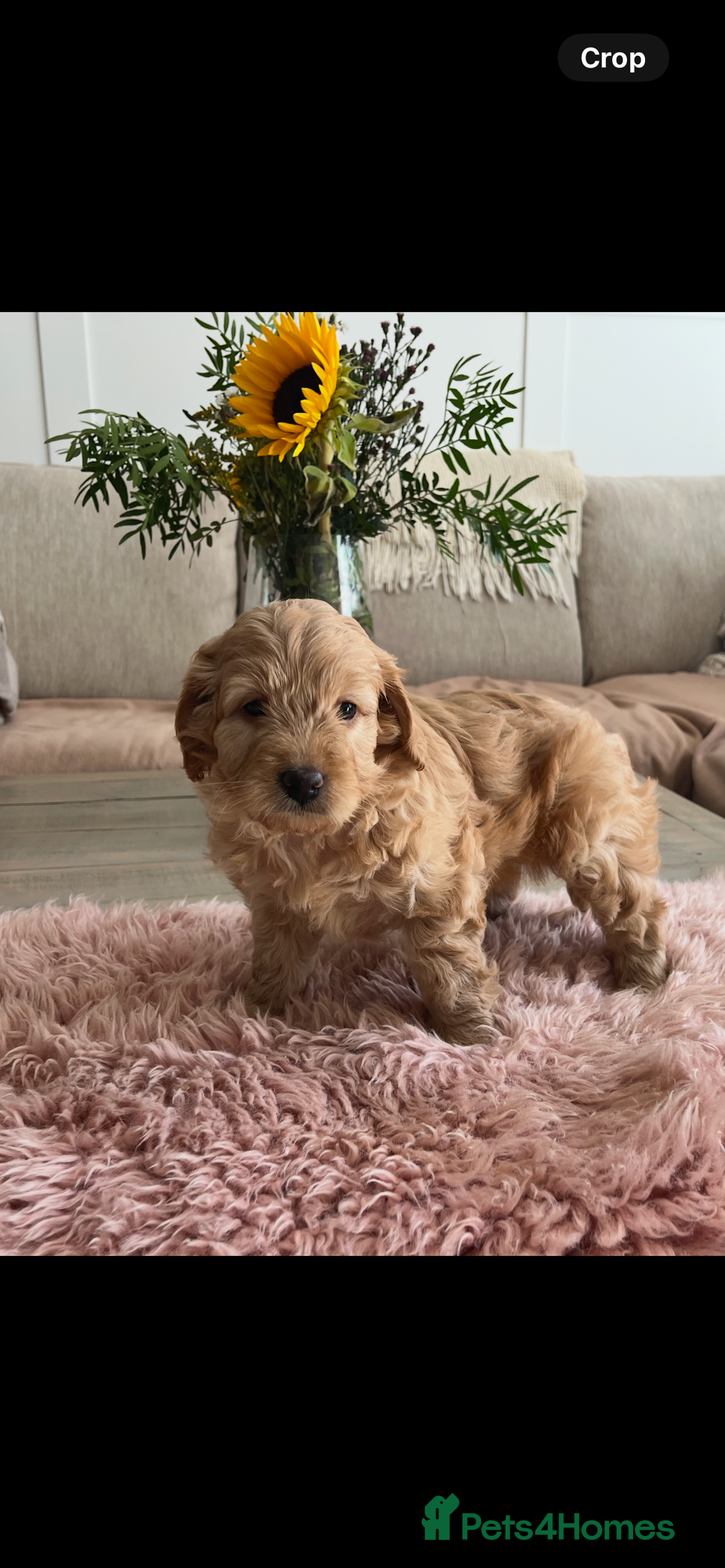 Cockapoo dogs for sale: Miniature f1b Cockapoo puppies DNA health checked - Image 13