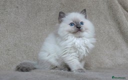 Ragdoll cats for sale: GCCF PET/ACTIVE KITTENS CHAMPION IMP BLOODLINES - Image 17